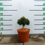 Borovica háčikovitá (Pinus uncinata) ´NANA´ - výška 15-25 cm, ⌀ 20-30 cm, kont. C5L